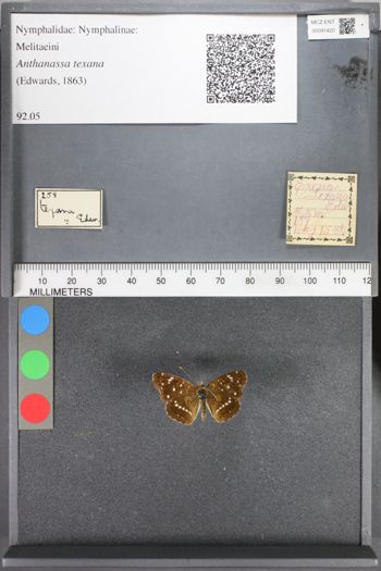 Media type: image;   Entomology 91420